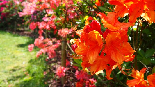 Spring azaleas nature