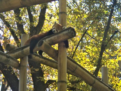 Red Panda (Ailurus fulgens) in Ménagerie du Jardin des Plantes 02