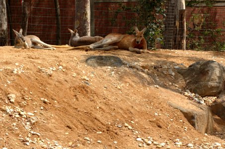 Red-Kangaroo-Melbourne-Zoo-20070224-011