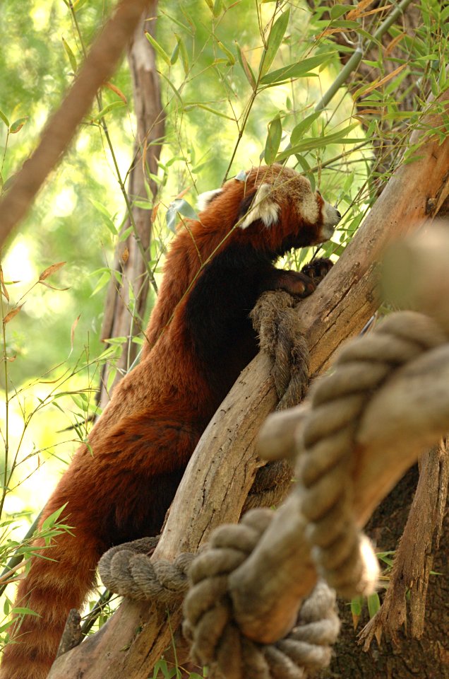 Red-Panda-Melbourne-Zoo-20070224-068