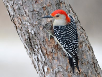 Red Bellied Woodpecker (196777639)