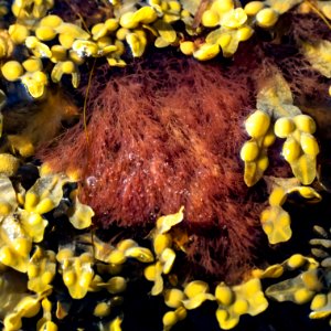 Red algae and bladder wrack in Govik - cropped photo