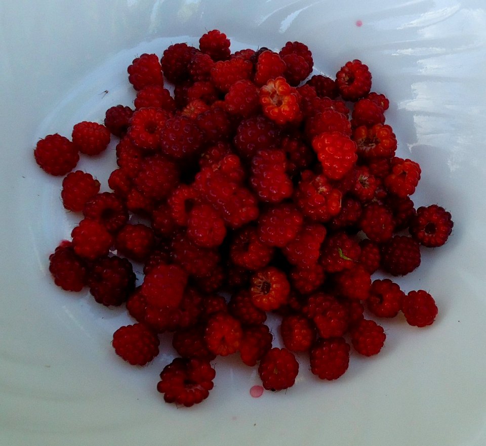 Red raspberries in a bowl