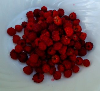 Red raspberries in a bowl photo