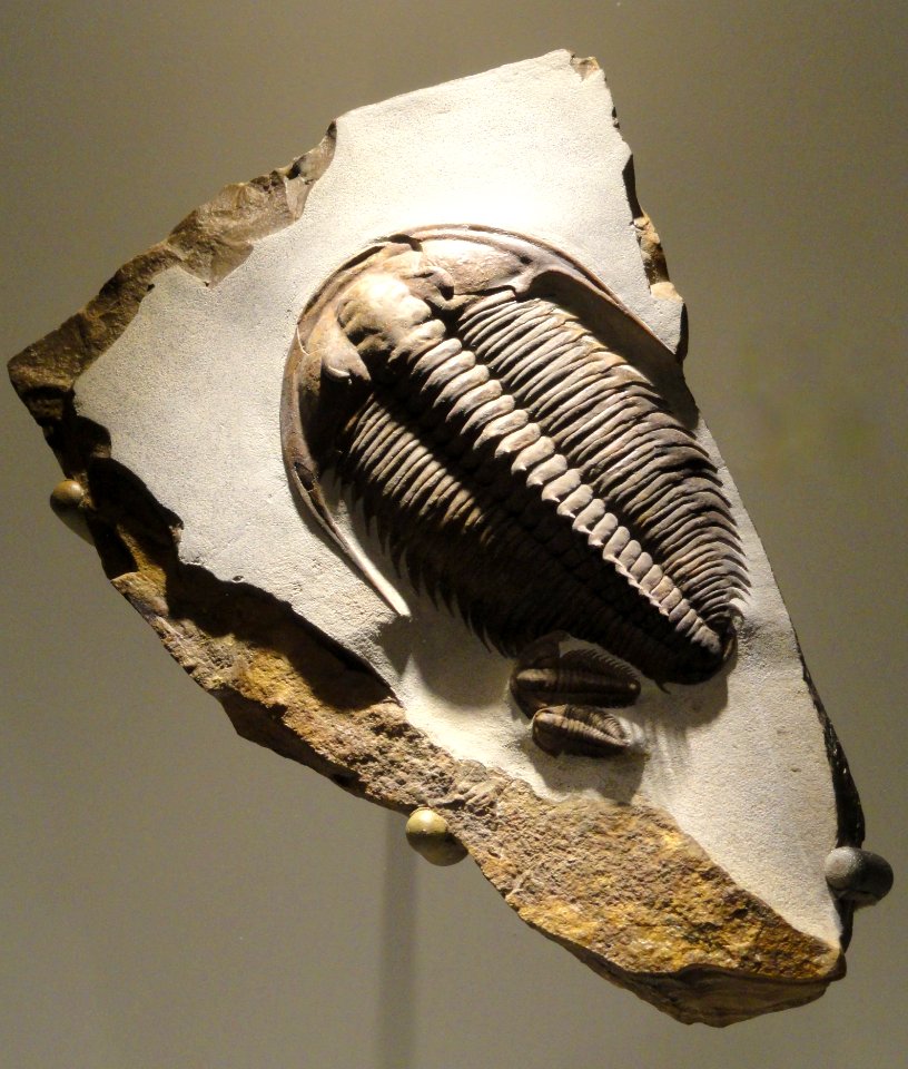Redlichiidae trilobite, Early Cambrian, Sinsk Formation, Sakha (Yakutiya) Republic, Russia - Houston Museum of Natural Science - DSC01403