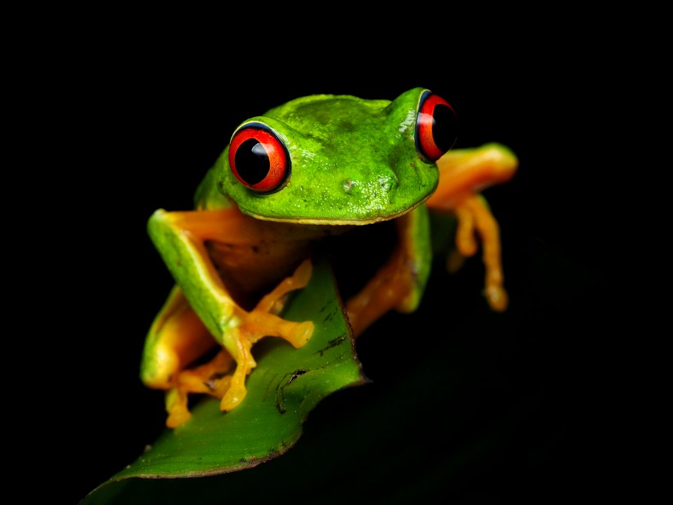 Red-eyed tree frog Belize 01