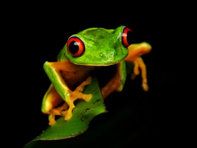 Red-eyed tree frog Belize 01