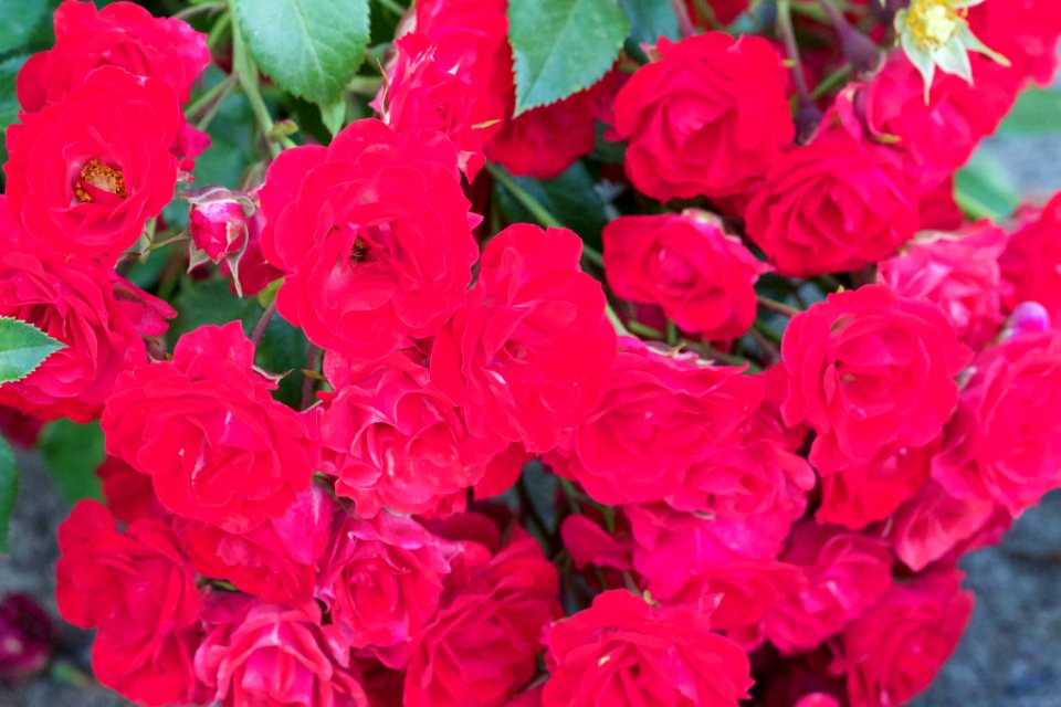 Red Rose (153976969)