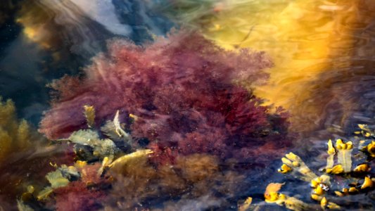 Red and yellow algae in Govik