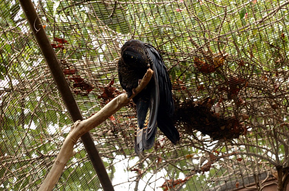Red-tailed black cockatoo - Melbourne Zoo