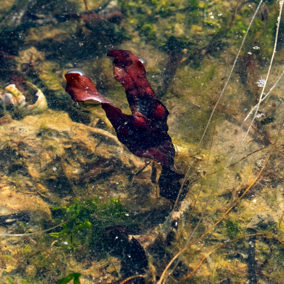 Red algae and some gutweed