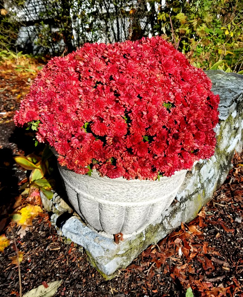 Red mums - Arlington, MA