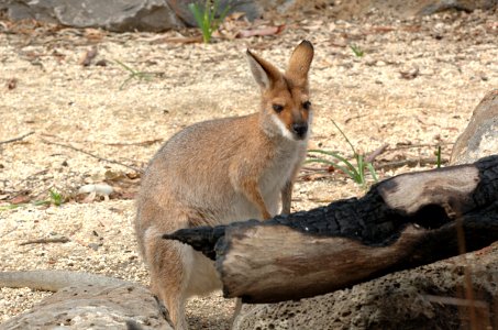 Red-Necked-Wallaby-Melbourne-Zoo-20070224-009
