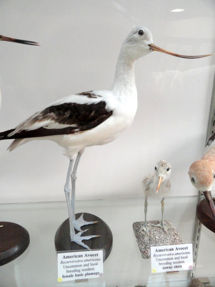 Recurvirostra americana - Pacific Grove Museum of Natural History - DSC06725