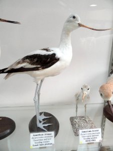 Recurvirostra americana - Pacific Grove Museum of Natural History - DSC06725