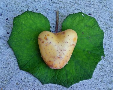 I like you i like having you valentine's day