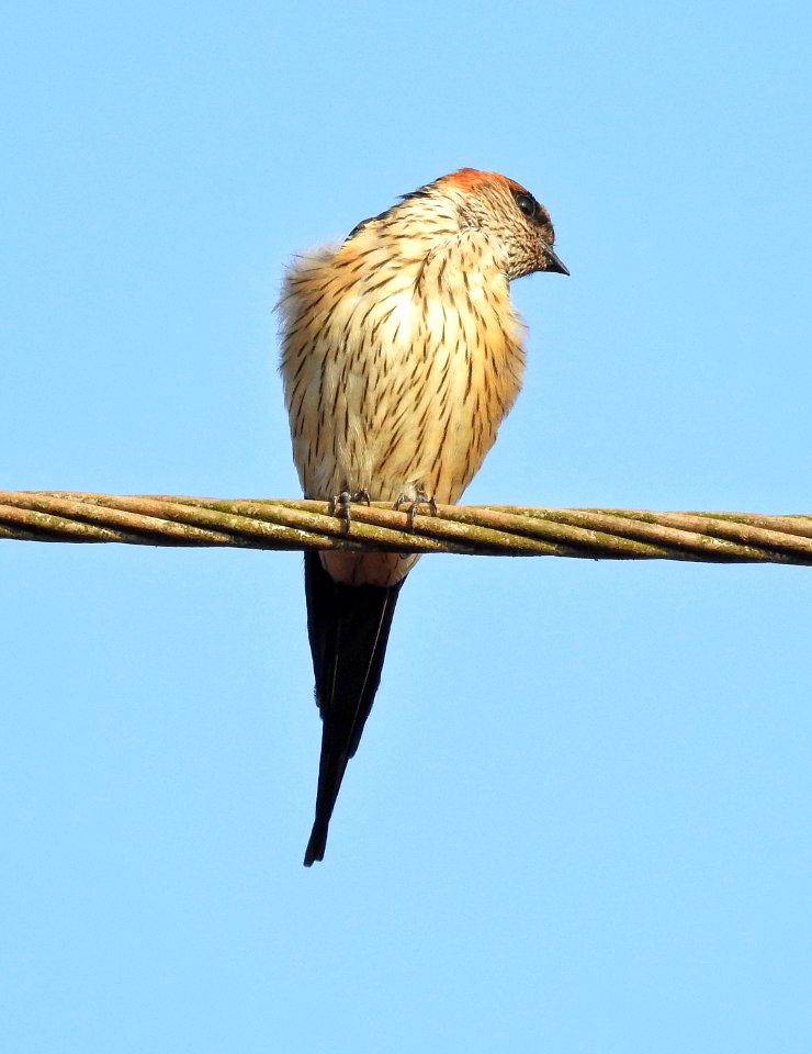 Red rumped swallow(Scientific name- Cecropis daurica) 2