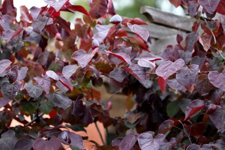 Redbud, Forest-Pansy, Cercis-canadensis IMG 7213