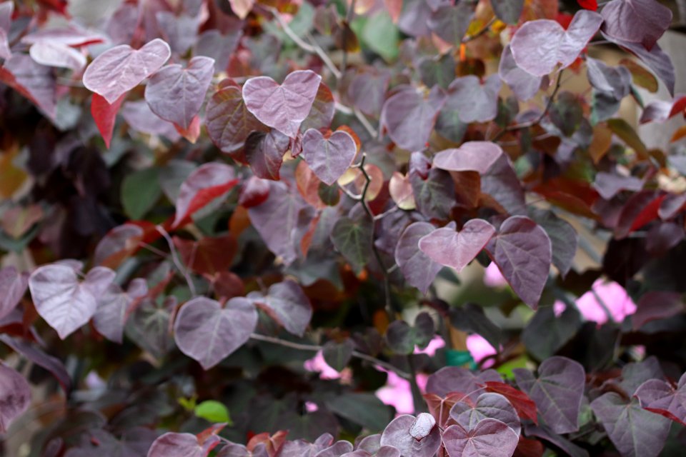 Redbud, Forest-Pansy, Cercis-canadensis IMG 7211