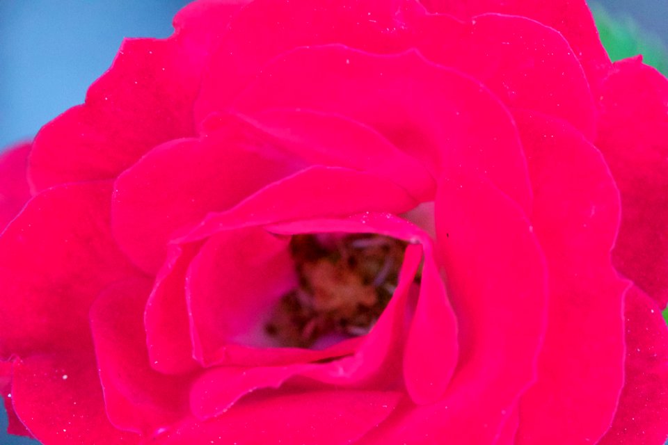 Red Rose (153976981)