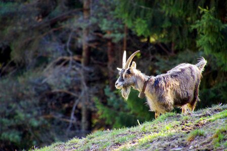 Home animal world nature