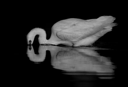 Reflection of egret photo