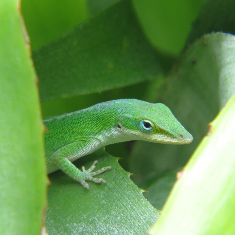 Green wild animal