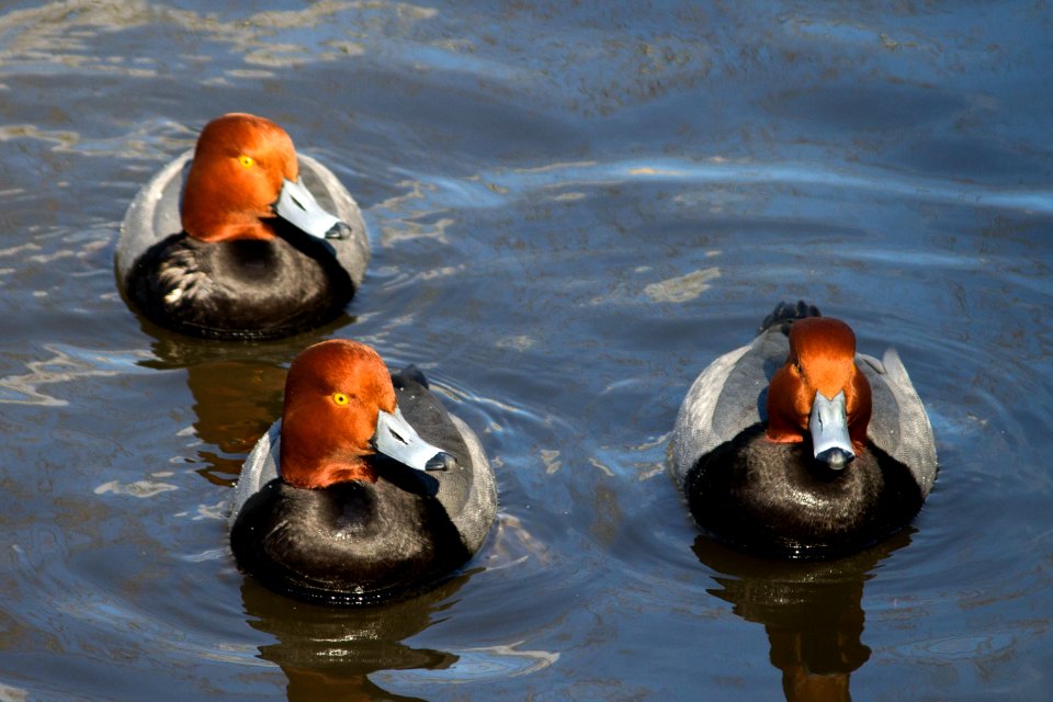 Redhead Ducks Buttonwood Park