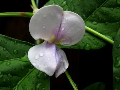 Red Noodle Bean flower after rain, 2020-08-11, Beechview, 01