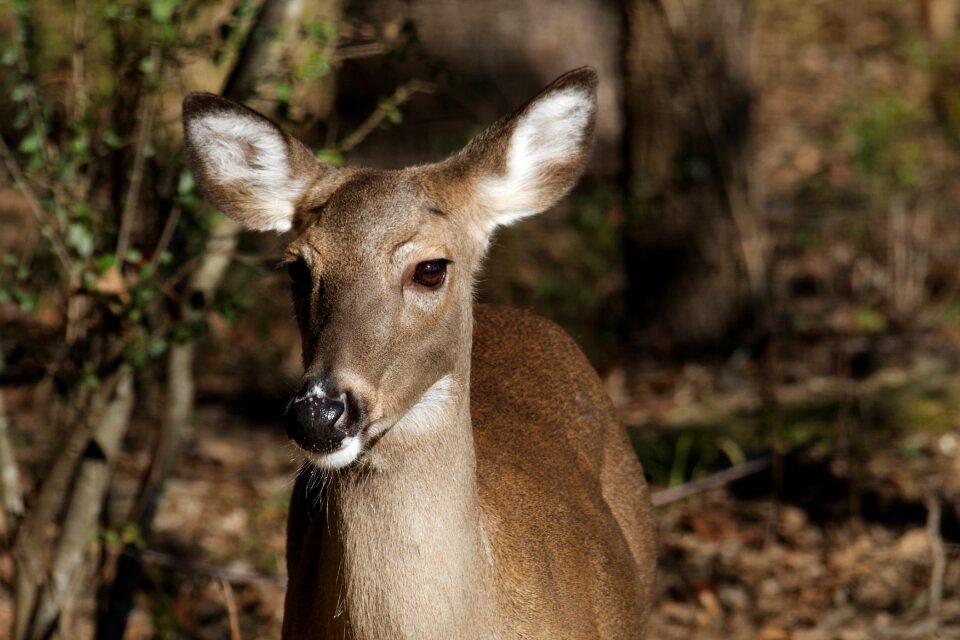 Wildlife animal woods