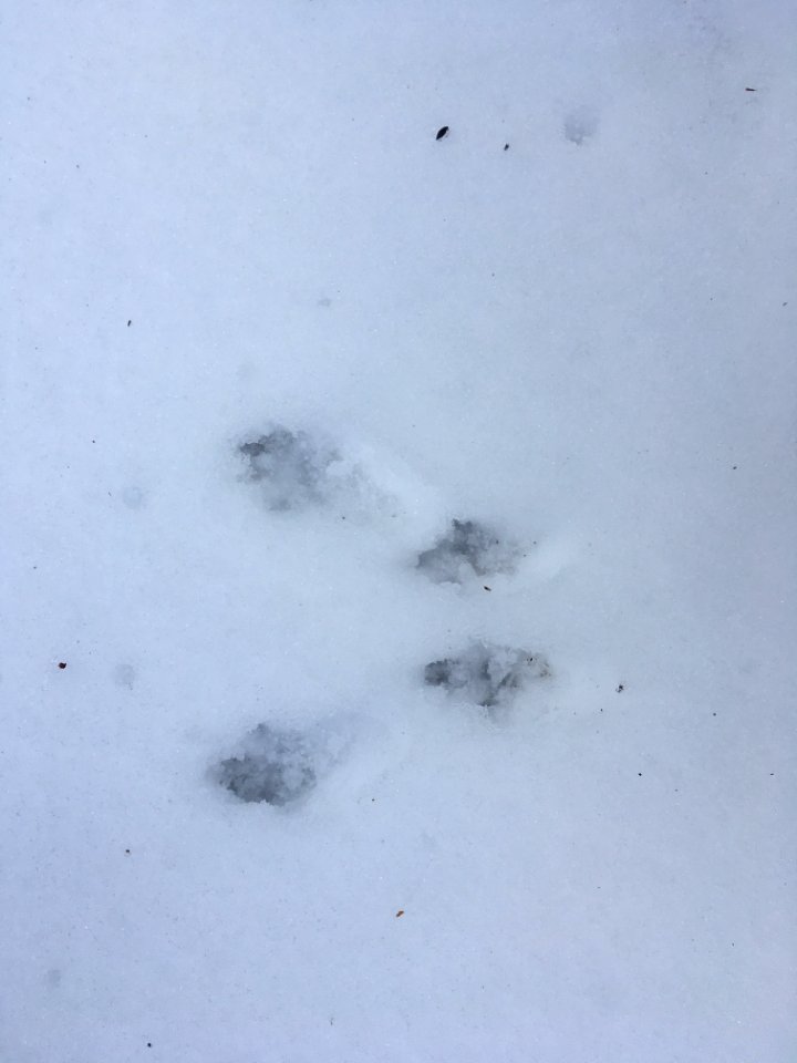 Red squirrel footprints in snow