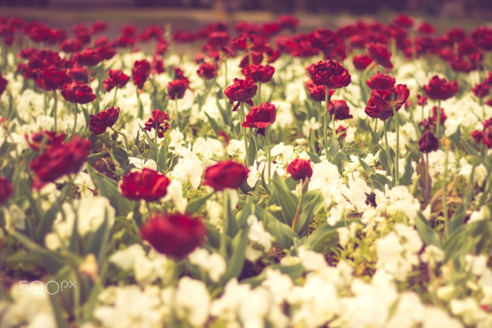 Red Tulips (216138153)