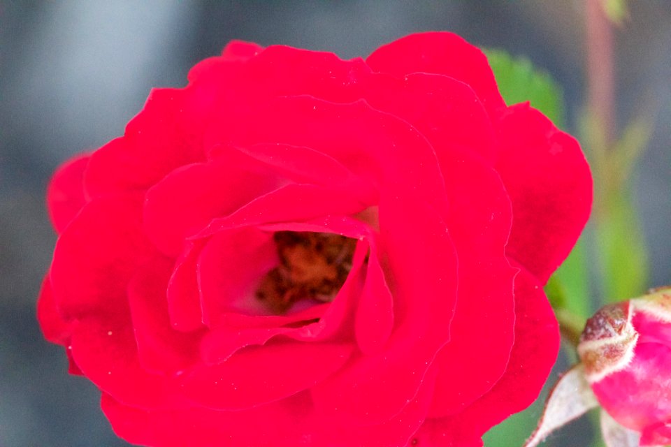 Red Rose (153976975)