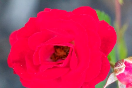Red Rose (153976975)