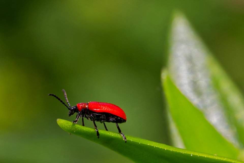 Red Beauty (262822047)