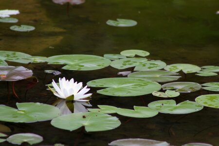 Nature flower pond