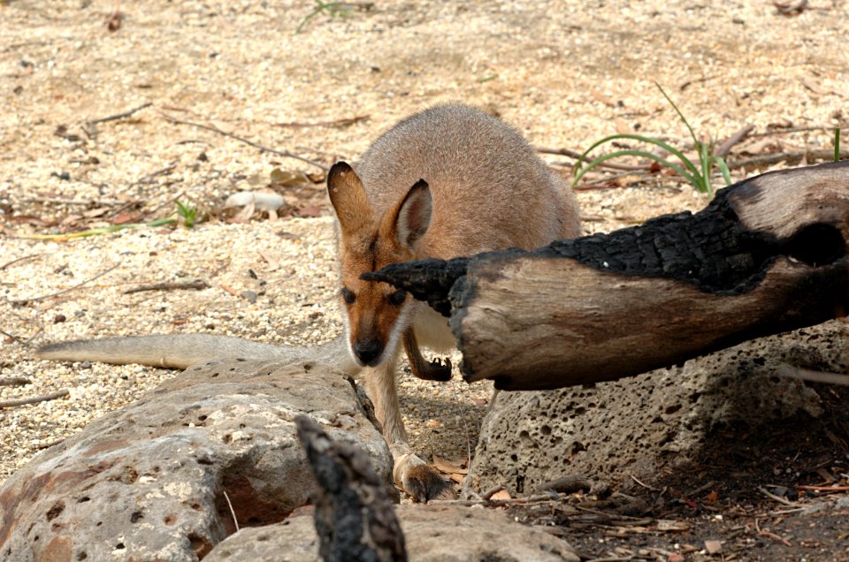 Red-Necked-Wallaby-Melbourne-Zoo-20070224-010