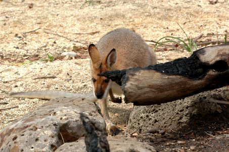Red-Necked-Wallaby-Melbourne-Zoo-20070224-010