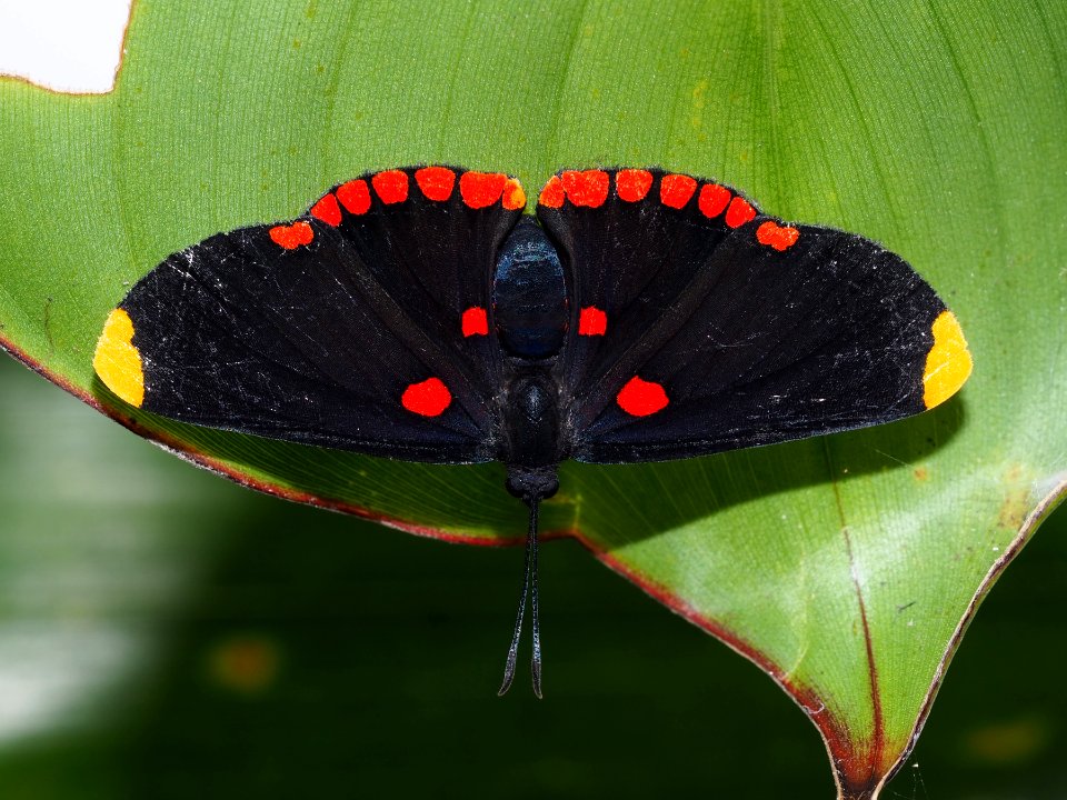 Red-bordered Pixie Melanis pixe