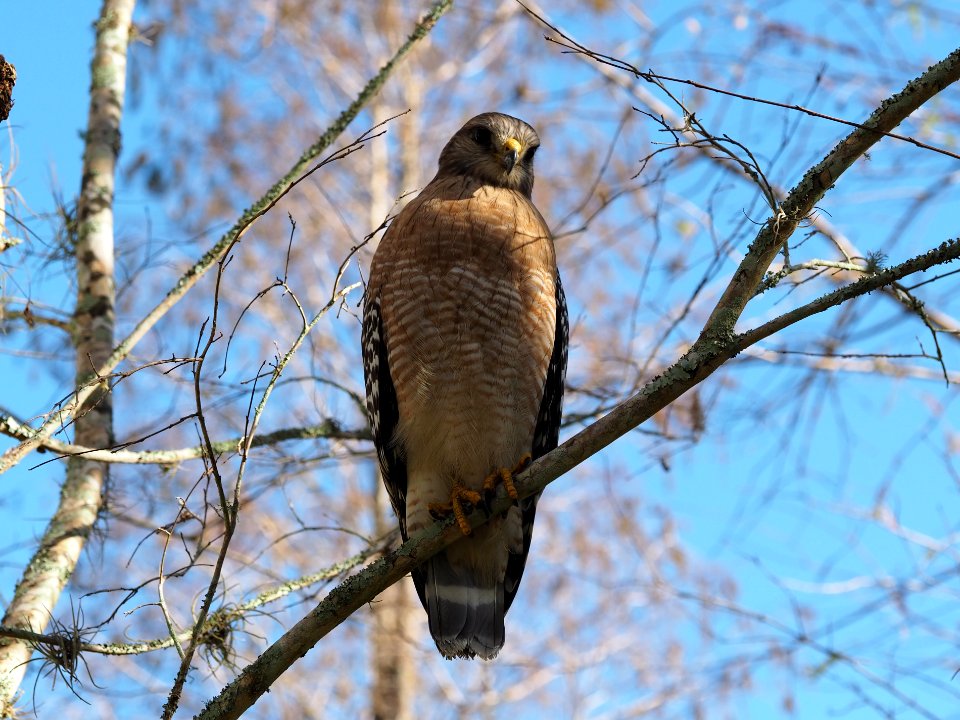 Red-shouldered Hawk Buteo lineatus