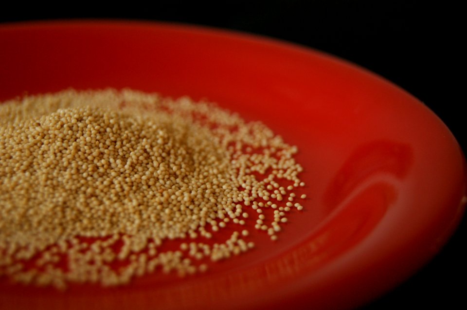 Red plate amaranth