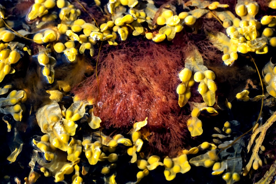 Red algae and bladder wrack in Govik