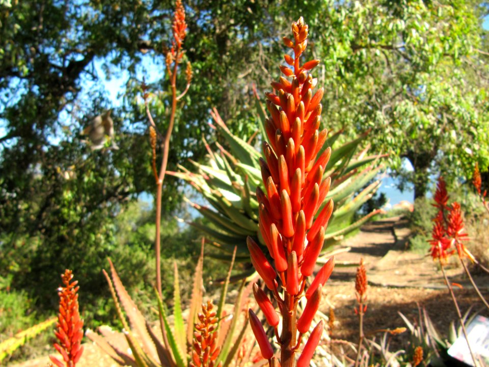 Red spike in Perth