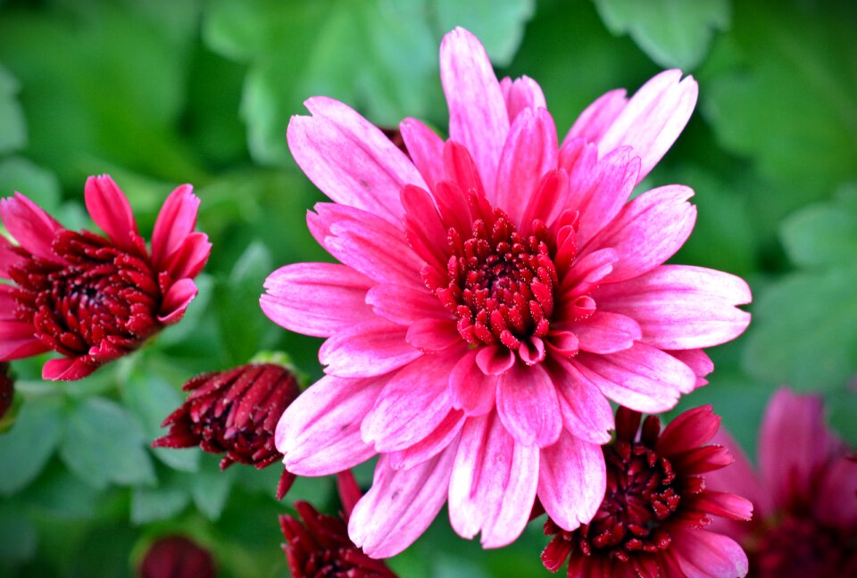 Blossom bloom garden chrysanthemum