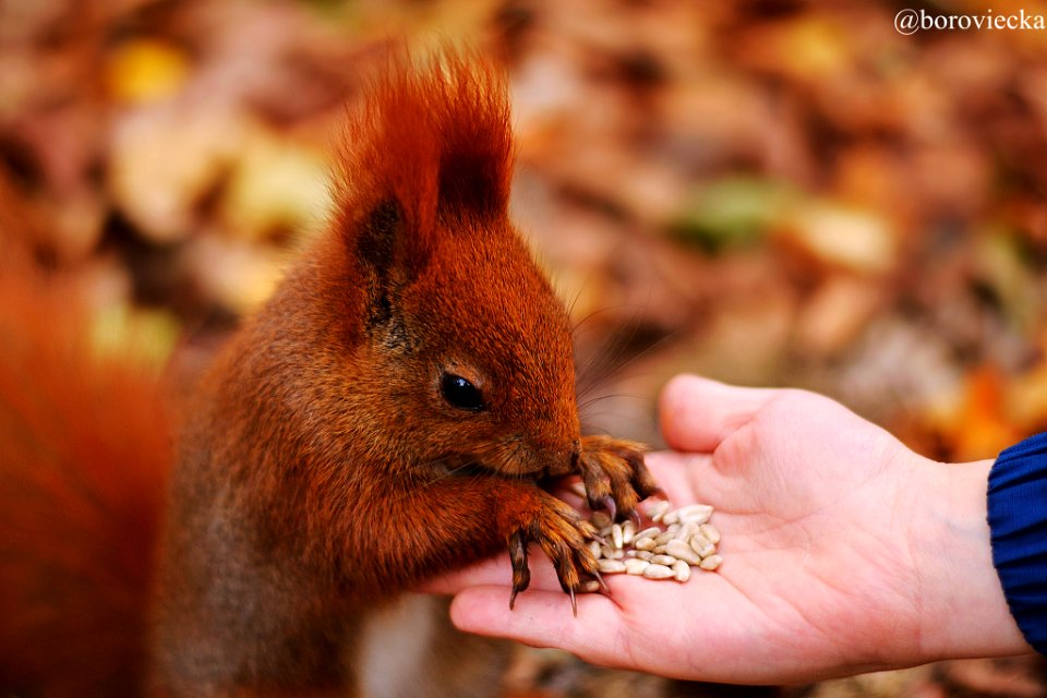 Red Squirrel (128866533)