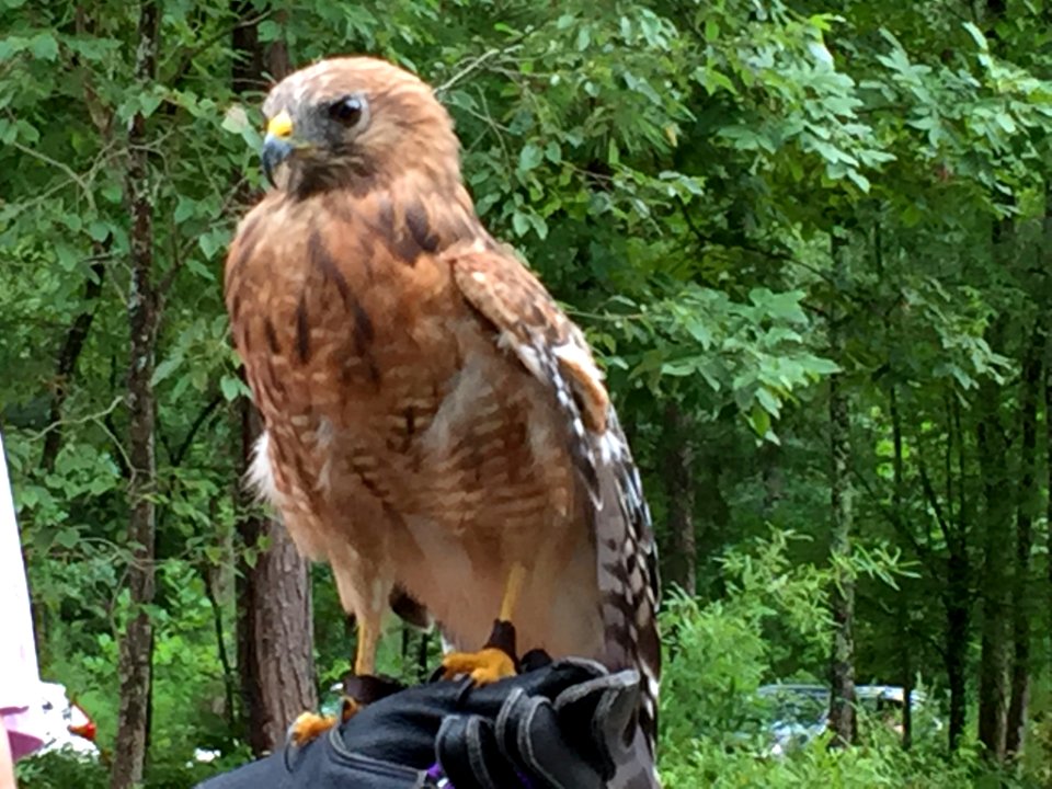 Red Shouldered Hawk Piedmont Wildlife Center