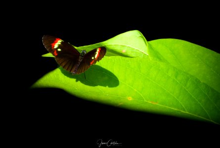 Red Yellow (220953833)