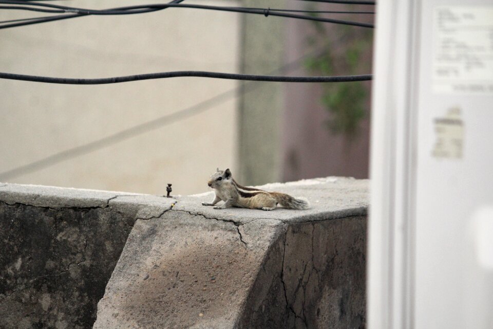 Rodent three-striped palm squirrel gray relax