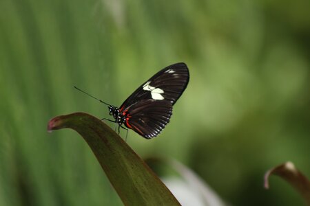 Green flower insect