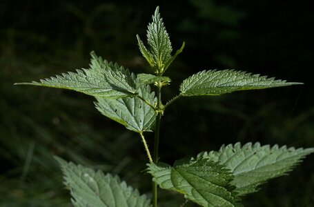 Wild plant green weed photo